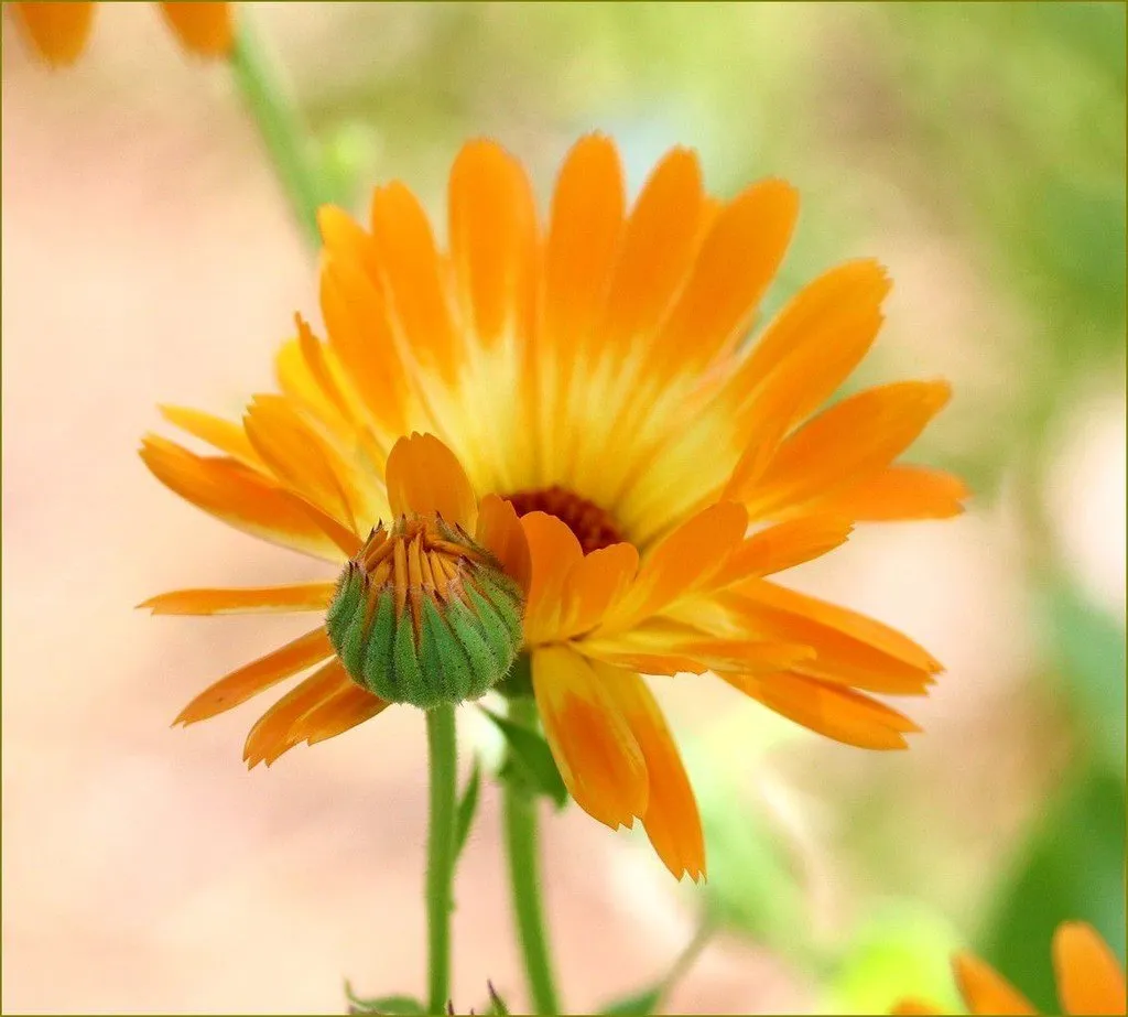 graines biologiques et reproductibles de calendula officinal