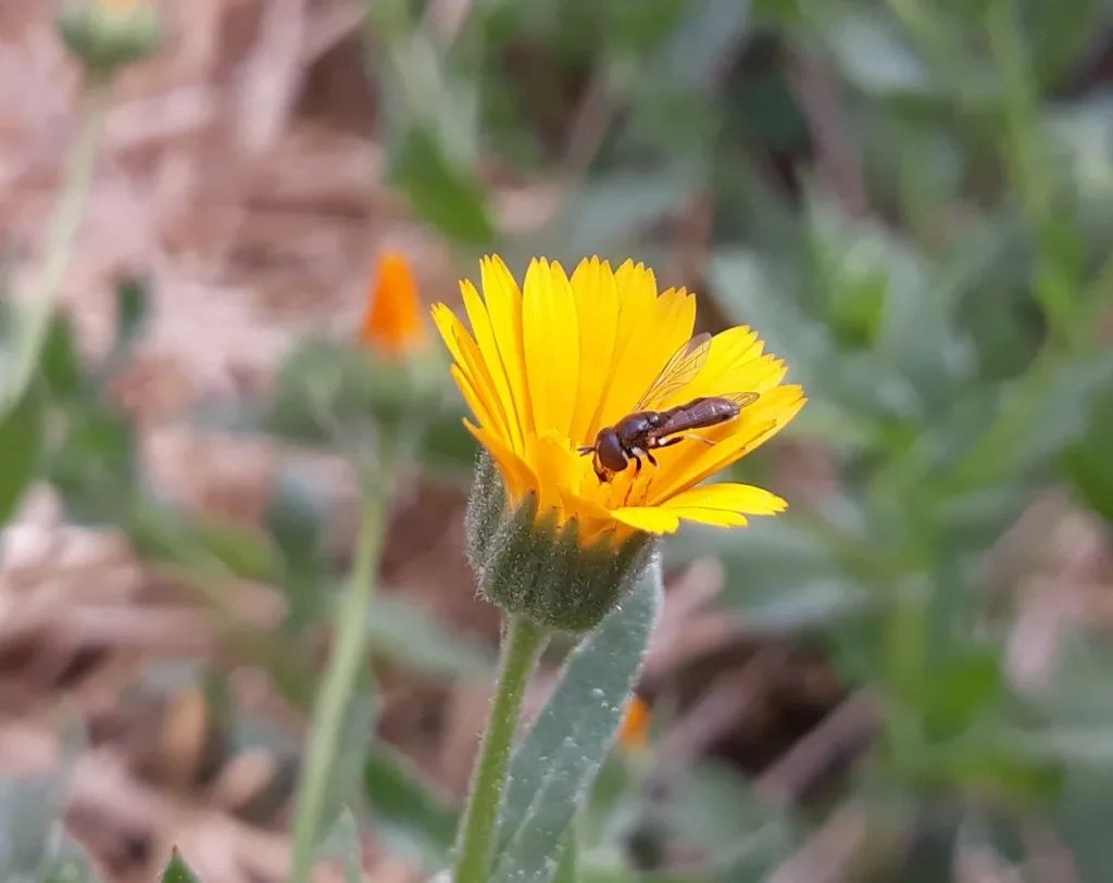 souci des champs ou calendula arvensis