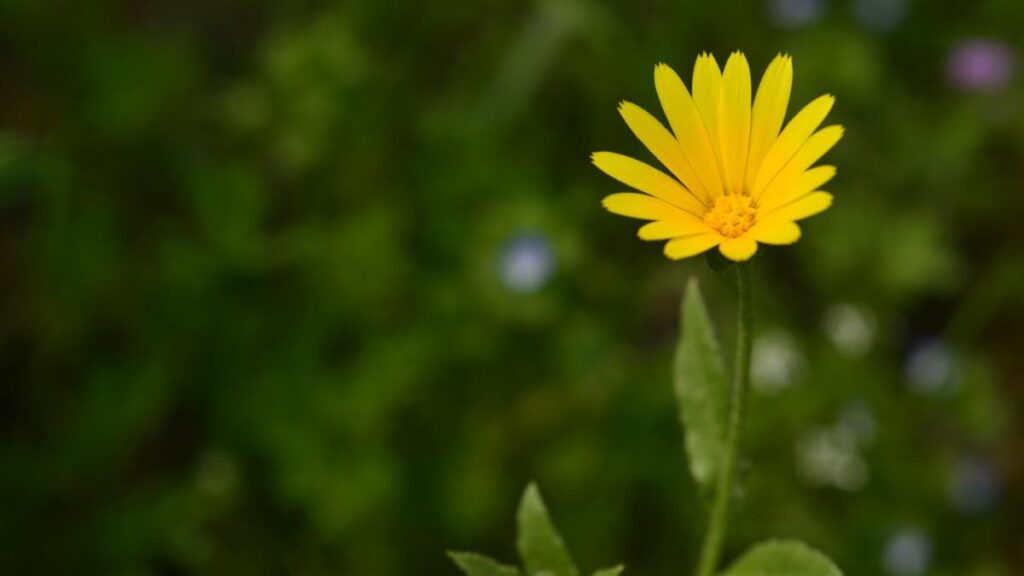 calendula arvensis