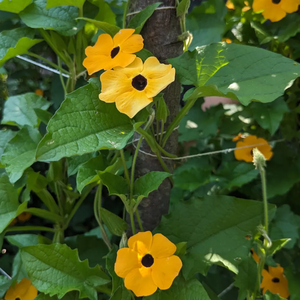 L'image montre une plante grimpantes aux fleurs oranges avec un oeil noir, il sagit de la Suzanne aux yeux noir