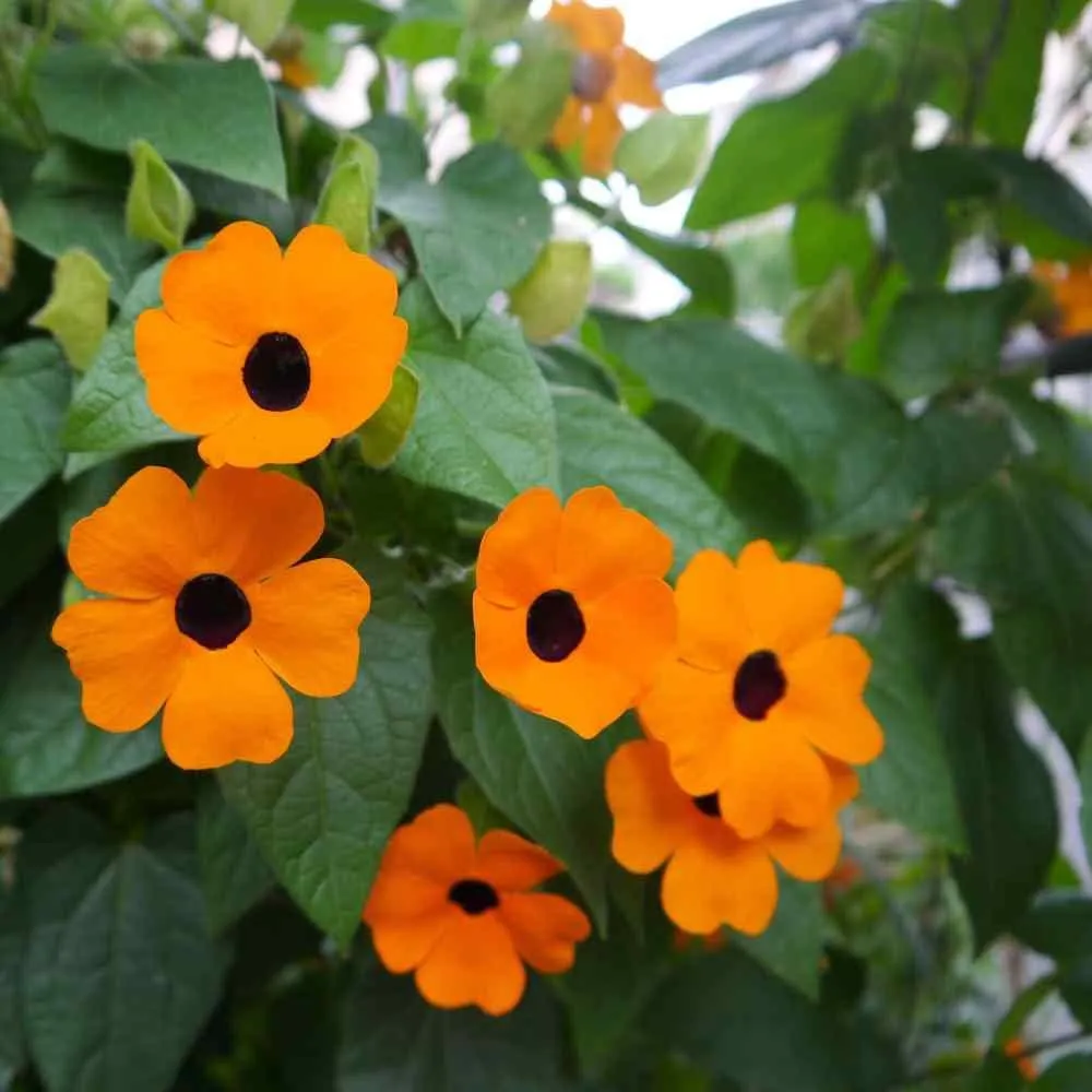 L'image montre plein de fleurs orange de Suzanne aux yeux noirs