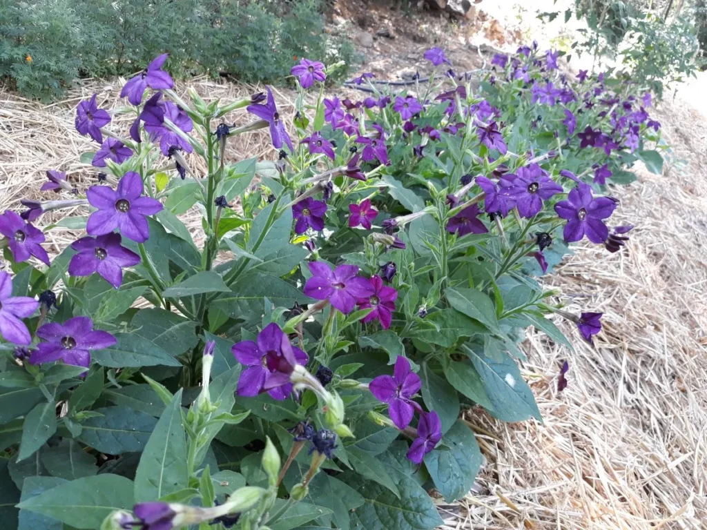 semences paysannes biologiques et reproductibles de tabac à fleurs pourpres