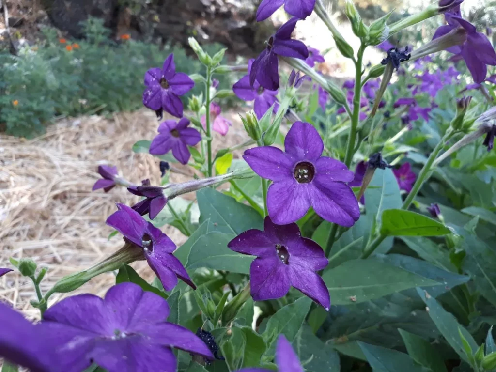 graines bio de tabac à fleurs pourpres