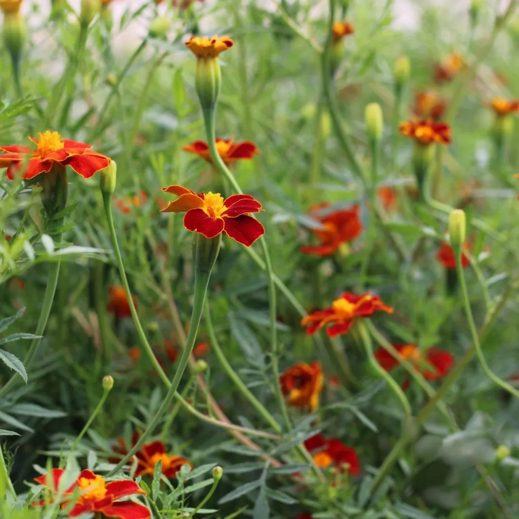 semences paysannes reproductibles de tagète linnaeus