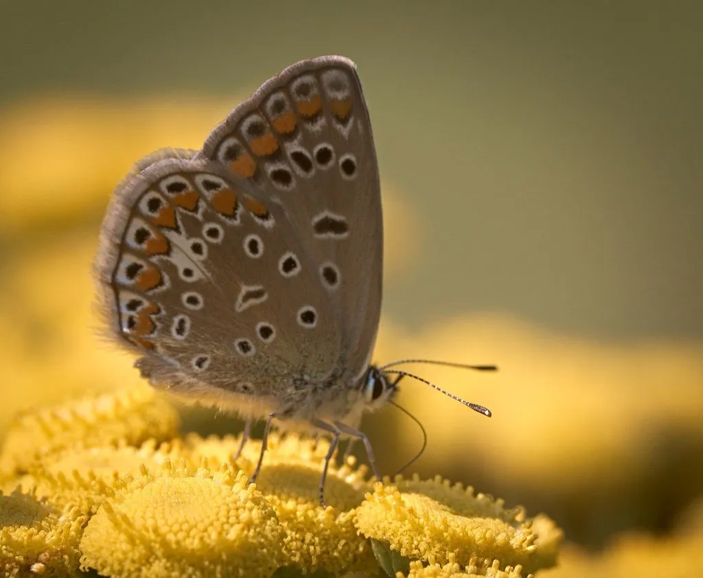 Un papillon sur une fleur de tanaisie