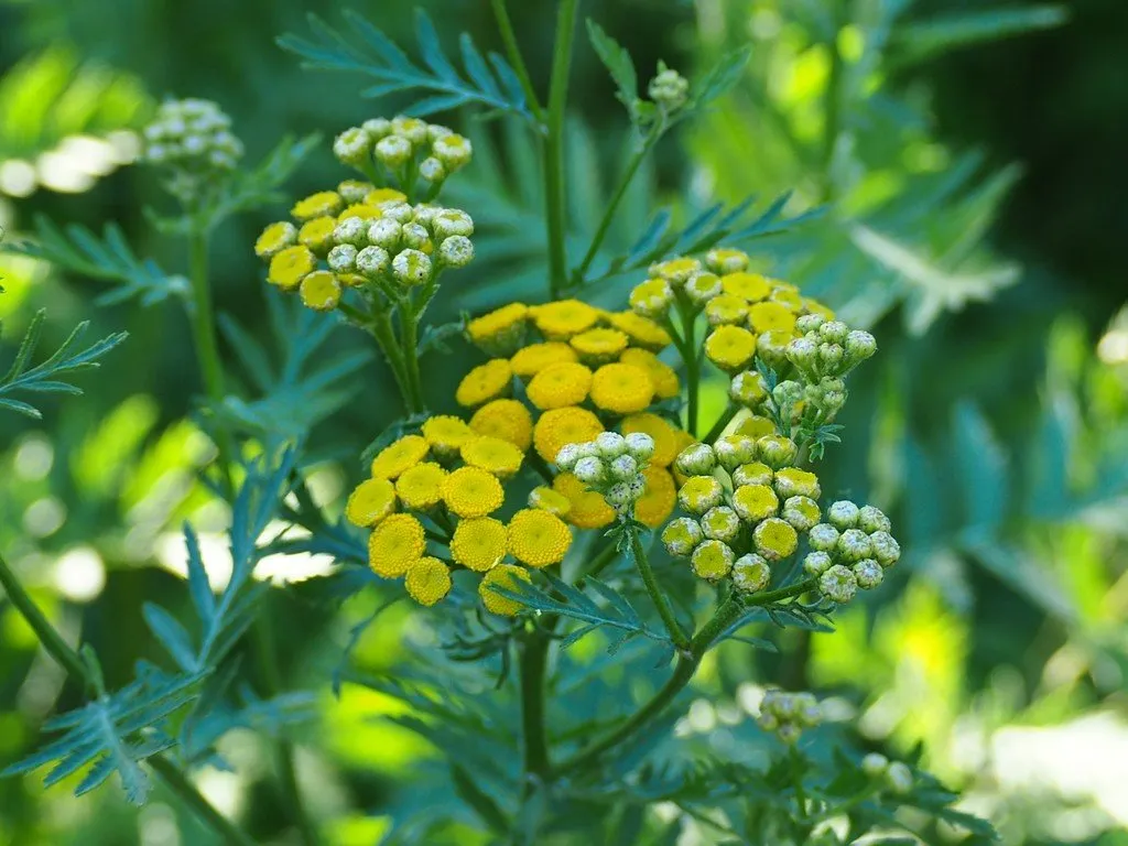 L'image montre des fleurs de tanaisie en formation, certaines n'ont pas encore leurs couleurs définitives