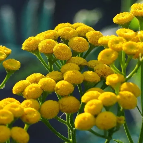 Jolis boutons de fleurs de tanaisie