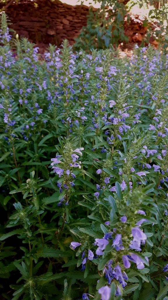 C'est une plante herbacée annuelle de la famille des Lamiacées, connue pour ses fleurs violettes ou bleues et ses feuilles aromatiques au parfum citronné. Elle est souvent cultivée pour ses qualités ornementales ainsi que pour ses propriétés médicinales et aromatiques.