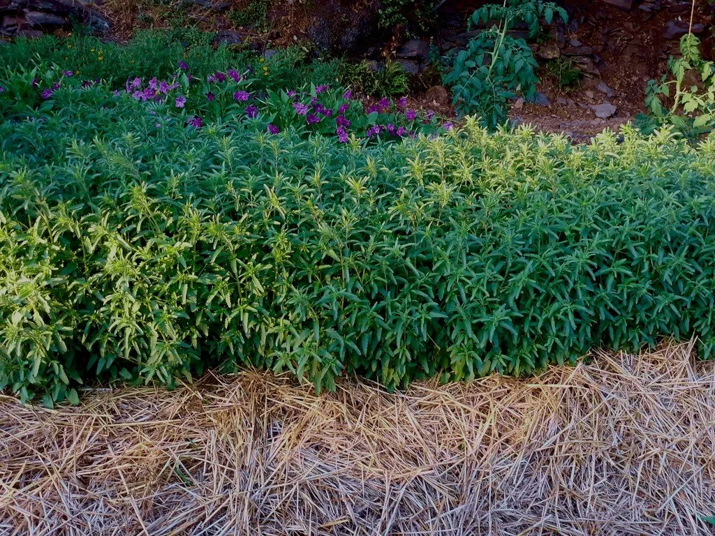 L'image montre un parterre dense de Mélisse de Moldavie (Dracocephalum moldavicum) en pleine croissance. Les plants, d'une hauteur uniforme, présentent des feuilles vertes et légèrement dentelées. La végétation est luxuriante et bien développée, formant une couverture verte compacte. L'avant-plan est recouvert de paillis de paille, qui contraste avec le vert vif des feuilles et souligne la délimitation entre les plants et le sol.