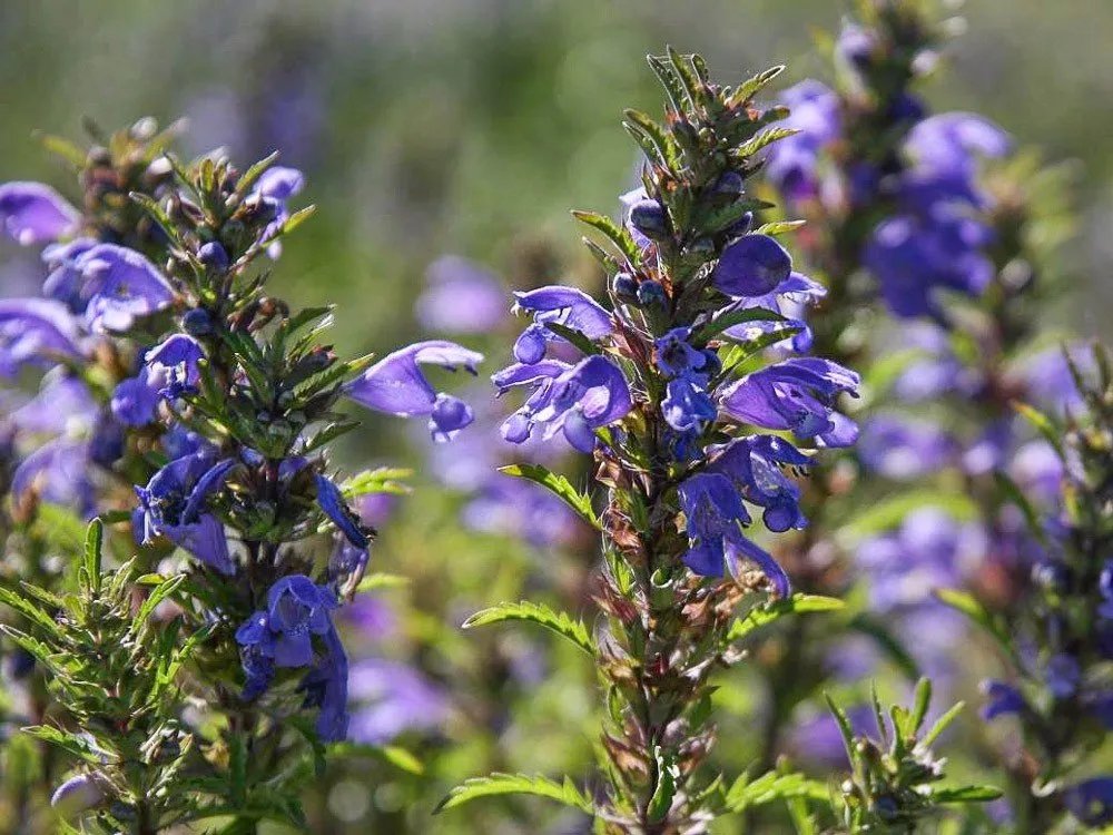 L'image montre des fleurs de Mélisse de Moldavie (Dracocephalum moldavicum) en gros plan. Les inflorescences sont d'une belle teinte violette à bleutée et se dressent en épis denses au sommet des tiges. Les fleurs ont une forme caractéristique de petites clochettes ouvertes, légèrement courbées, avec des pétales délicats qui donnent un aspect gracieux à l'ensemble. Les feuilles, visibles à la base des fleurs, sont étroites et dentées, ajoutant une texture intéressante au feuillage vert foncé. L'arrière-plan est flou, mettant en valeur les fleurs au premier plan et créant un effet de profondeur dans l'image.