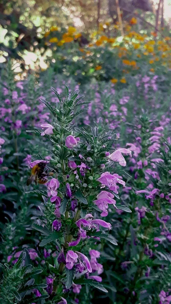 Sur cette image, on voit des plants de Mélisse de Moldavie (Dracocephalum moldavicum) en pleine floraison. Les fleurs sont petites, de couleur violette ou pourpre, et poussent en grappes denses le long des tiges. Les feuilles vert foncé, allongées et dentelées encadrent les fleurs. Une abeille butine une des fleurs, illustrant l'attrait de cette plante pour les pollinisateurs. L'arrière-plan est légèrement flou, mettant en valeur la plante au premier plan, avec des teintes de verdure et quelques touches de jaune provenant de fleurs lointaines.