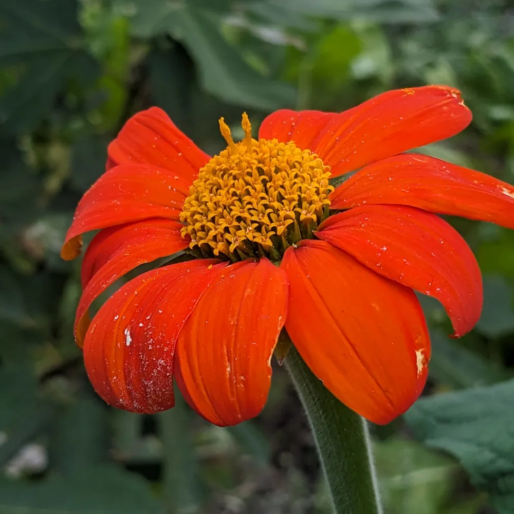 Sur cette image, on peut voir une fleur de Tithonia, aussi appelée "tournesol mexicain". La fleur est d'un rouge orangé éclatant, avec de larges pétales incurvés vers le bas. Au centre, un cœur dense de petites structures jaunes forme un disque en relief, qui est en fait composé de nombreuses petites fleurs individuelles, caractéristiques des plantes de la famille des astéracées. Les pétales, légèrement arrondis aux extrémités, sont texturés avec de subtiles lignes parallèles. Autour de cette fleur, un fond de feuillage vert foncé est visible, flou, ce qui met en valeur l'intensité des couleurs vives de la fleur au premier plan.