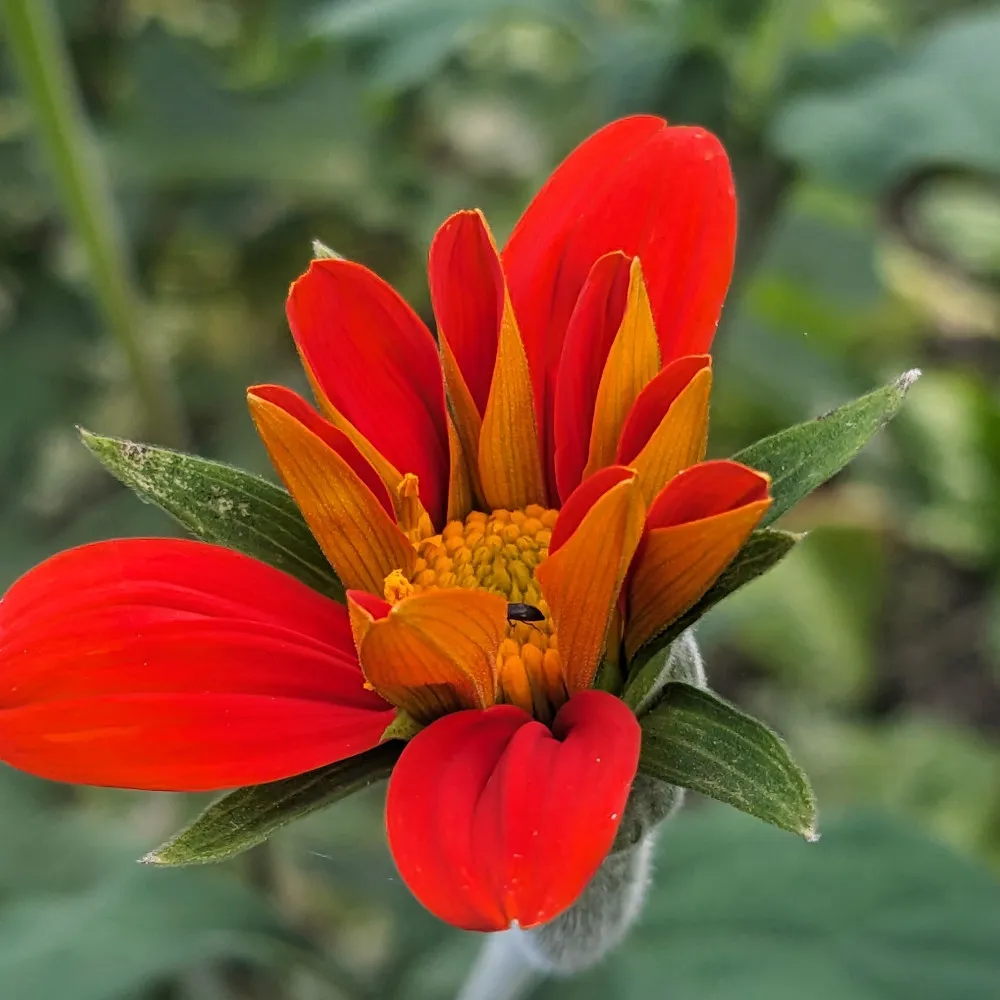 Cette image montre une fleur de Tithonia en cours d'épanouissement. Ses pétales, d'un rouge intense avec des nuances orangées, sont encore partiellement refermés autour du centre de la fleur. Au cœur, on aperçoit de petites structures jaunes formant un disque compact, typique des astéracées, qui finira de se développer en une couronne de petites fleurs. Les pétales extérieurs s'étalent légèrement, tandis que les pétales intérieurs sont toujours dressés vers le haut, créant une forme de bouton ouvert. On remarque également de petites feuilles vertes et duveteuses à la base de la fleur, ajoutant un contraste visuel au rouge vif des pétales. En arrière-plan, le flou laisse deviner des feuillages verts, accentuant encore plus la beauté éclatante de cette fleur en pleine croissance.