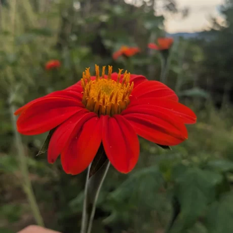 Cette image montre une fleur de Tithonia bien ouverte, aux pétales d'un rouge profond et vif, disposés en cercle autour du cœur central. Le centre de la fleur est formé de petites étamines jaunes dressées, donnant un aspect texturé et lumineux qui contraste avec le rouge intense des pétales. La tige fine et légèrement duveteuse soutient la fleur, ajoutant une touche de douceur visuelle. À l'arrière-plan, on aperçoit un flou de végétation verte et d'autres fleurs de tithonia, plus distantes, ce qui donne une impression de profondeur et met en valeur la fleur principale au premier plan.