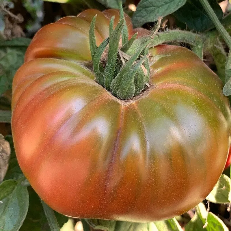 Gros plan sur une tomate ananas noire, elle est sur son pied et elle parrait bien mûre!