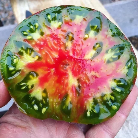 Sur cette image on voit une main qui tient une moitié de tomate, elle est incroyable, ses couleurs ressemble à un arc en ciel!
