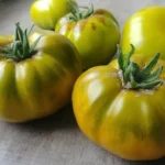 Tomate "Ananas Verte"