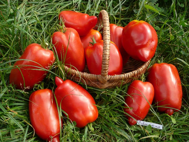 Graines biologiques reproductibles de Tomate "Andine cornue" - Pensez Sauvage