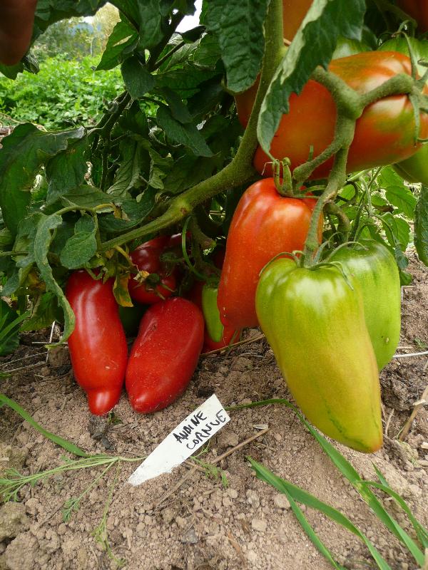 Graines biologiques reproductibles de Tomate "Andine cornue" - Pensez Sauvage