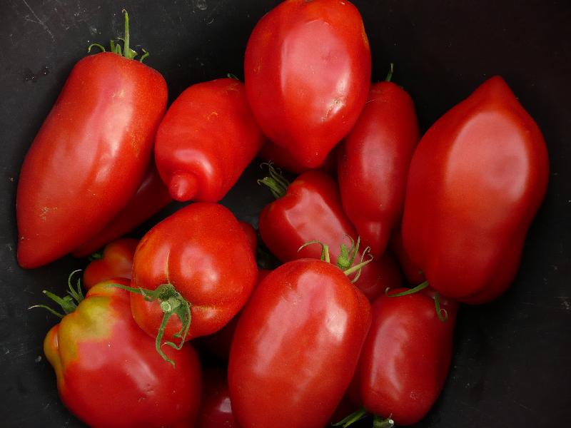 Graines biologiques reproductibles de Tomate "Andine cornue" - Pensez Sauvage