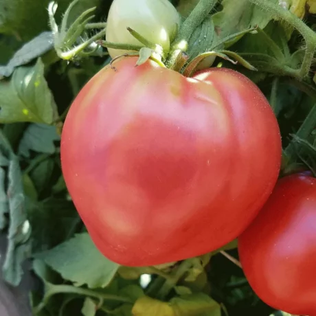 Graines biologiques reproductibles de Tomate "Anna Russe" - Pensez Sauvage