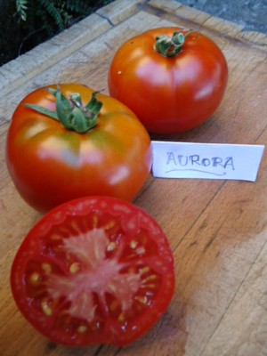 Graines biologiques reproductibles de Tomate "Aurora" - Pensez Sauvage