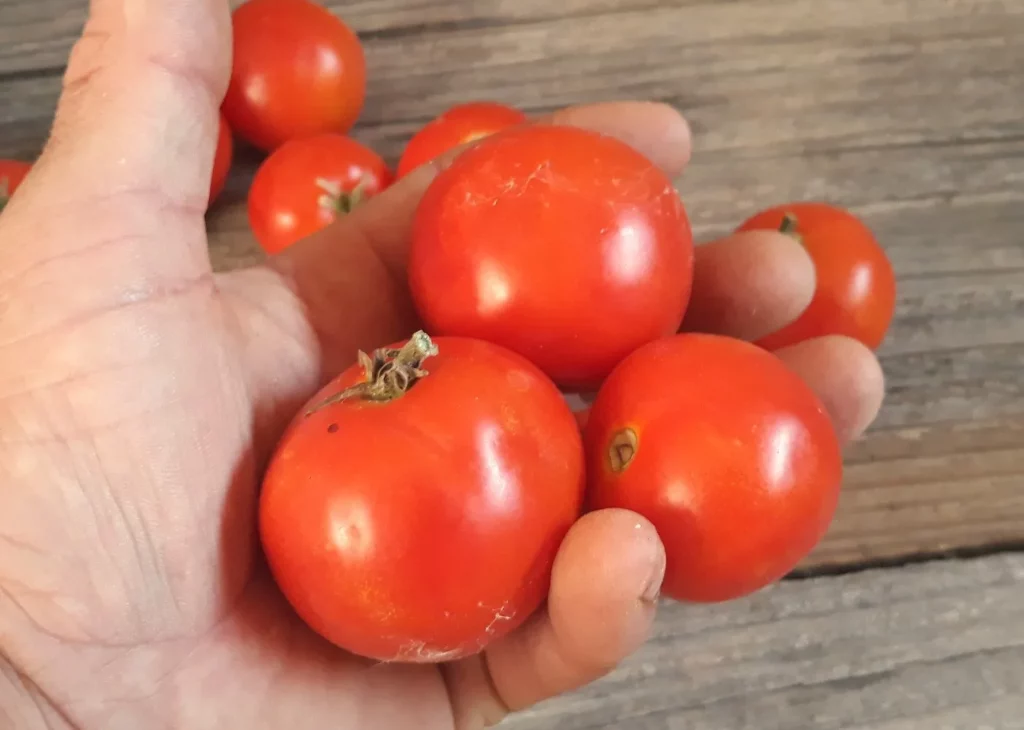 graines bio de tomate balkonstar