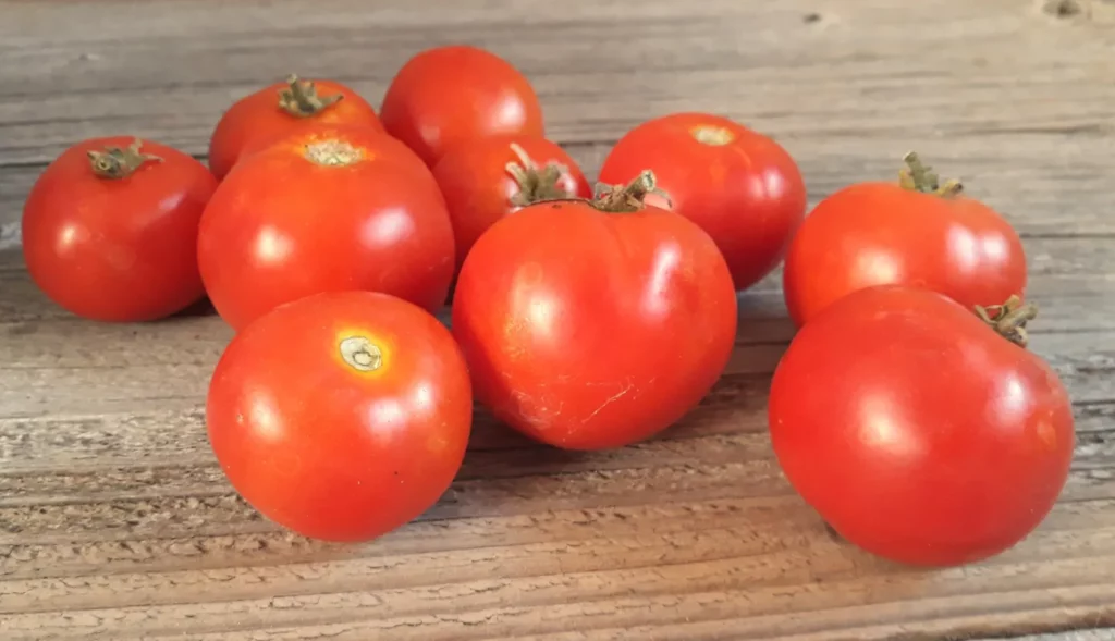 Semences biologiques et reproductibles de tomate balkonstar