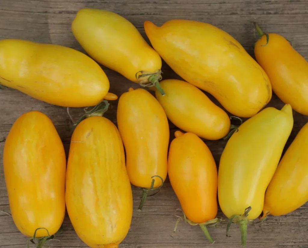 L'image montre des tomates jaunes en forme de banane