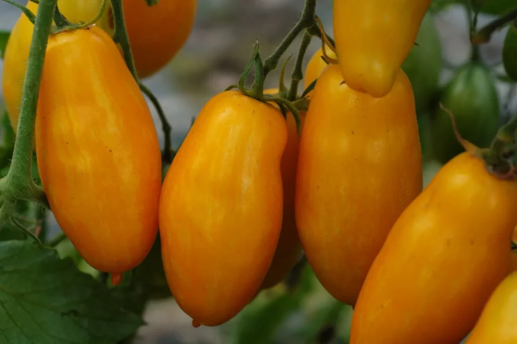La tomate Banana Legs est à croissance déterminé