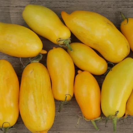 L'image montre des tomates jaunes en forme de banane