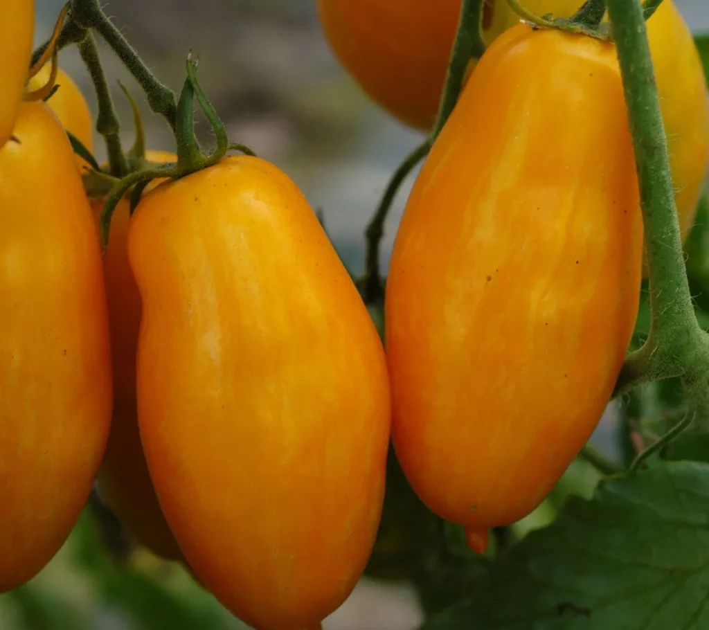 La photo montre une grappe de tomate Banana Legs