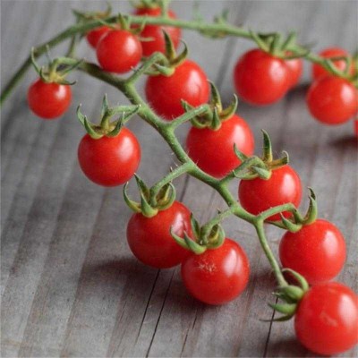 Graines biologiques reproductibles de Tomate "Barbaniaka" - Pensez Sauvage