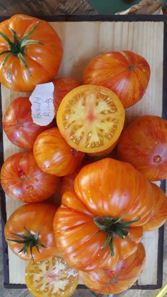 Graines biologiques reproductibles de Tomate "Beauty King" - Pensez Sauvage