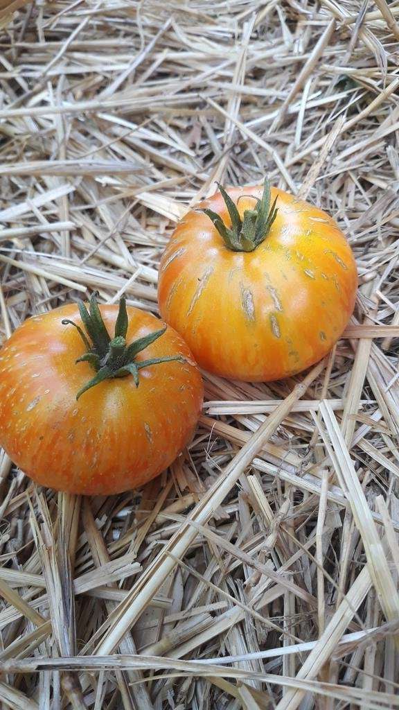 Graines biologiques reproductibles de Tomate "Beauty King" - Pensez Sauvage