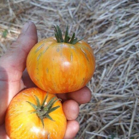 Graines biologiques reproductibles de Tomate "Beauty King" - Pensez Sauvage