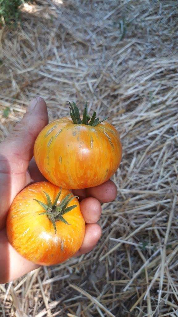 Graines biologiques reproductibles de Tomate "Beauty King" - Pensez Sauvage