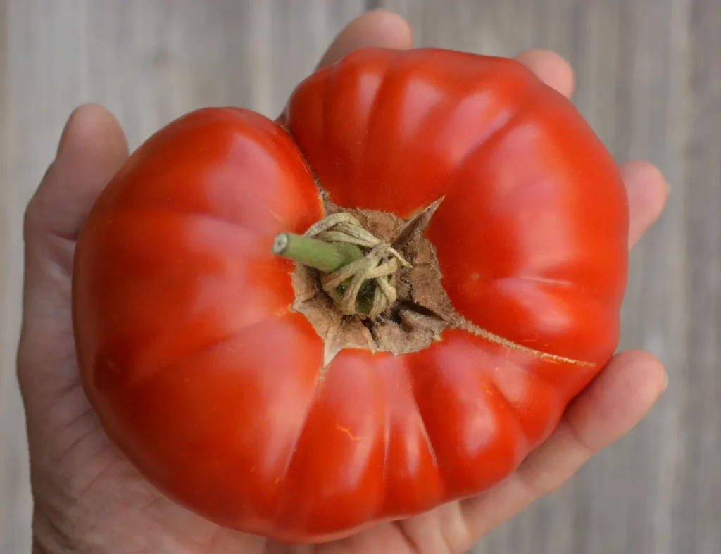 La photo montre une main qui tient une tomate Beefsteak