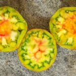 Tomate "Berkeley Tie Dye"