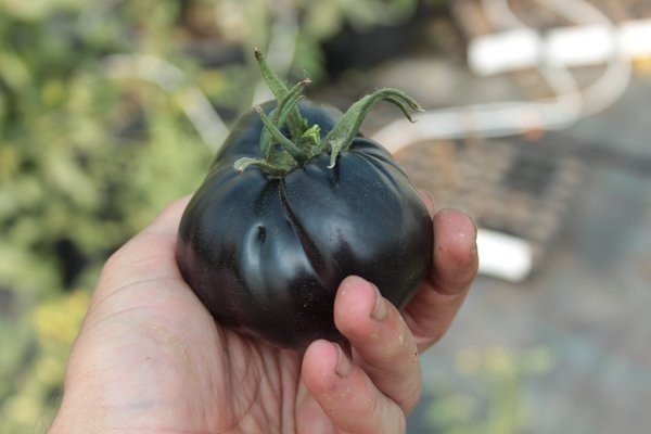Une tomate black beauty dans les main d'un beau et vaillant jardinier