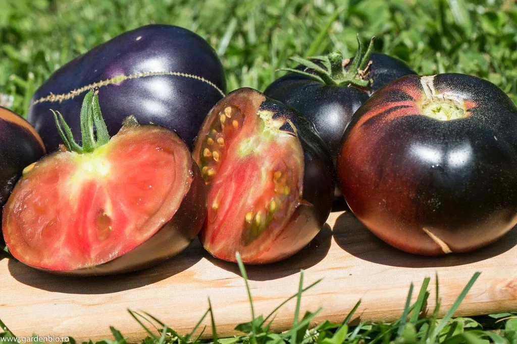 Des tomates black beauty en groupe, elles organisent certainement une insurection