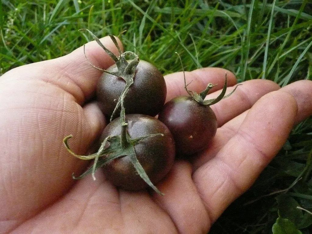 Trois tomates black Cherry dans la main d'un célèbre acteur