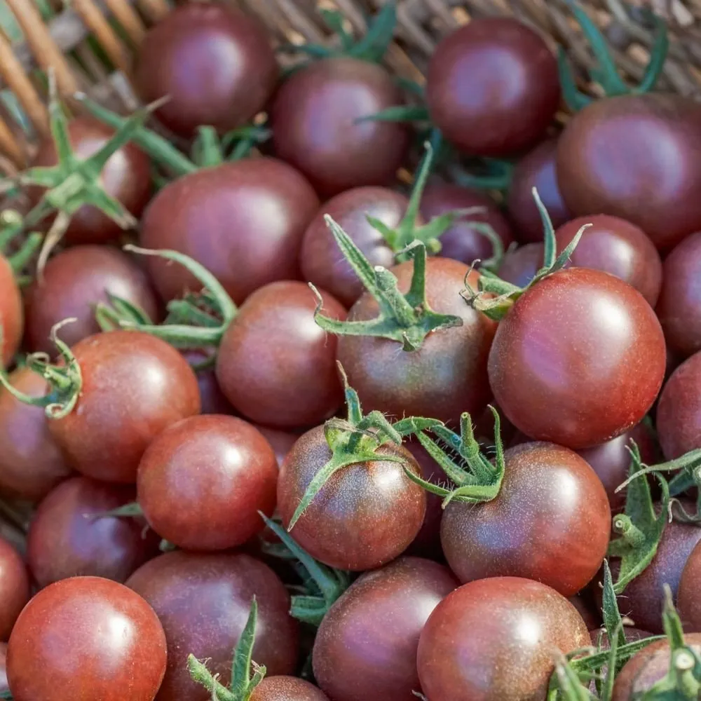Un tas de tomates black Cherry dans l'herbe