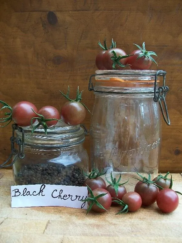 des tomates black cherry et des bocaux pour l'échelle