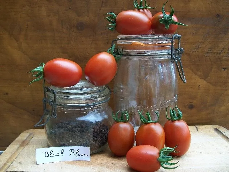 Graines biologiques reproductibles de Tomate "Black Plum" - Pensez Sauvage