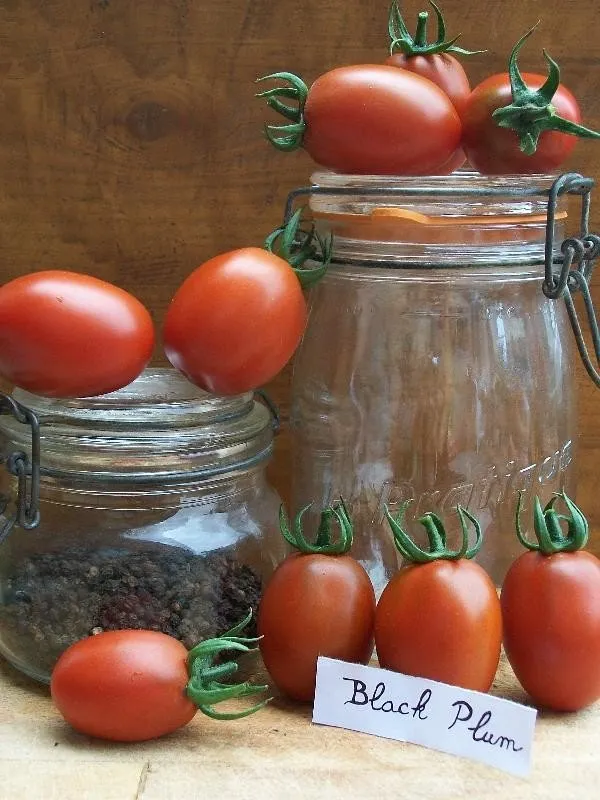 Graines biologiques reproductibles de Tomate "Black Plum" - Pensez Sauvage