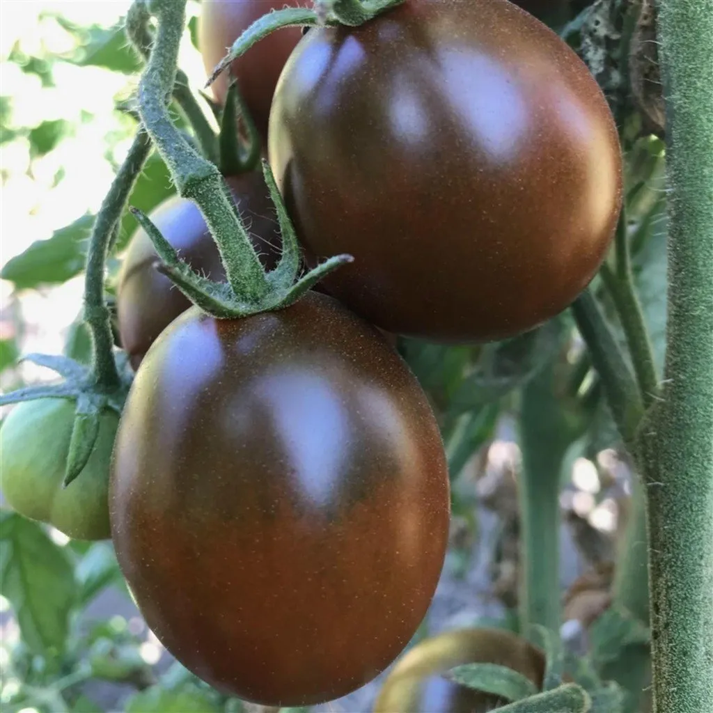 Graines biologiques reproductibles de Tomate "Black Plum" - Pensez Sauvage