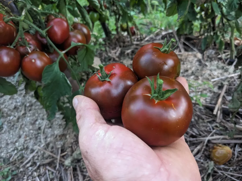 Semences biologiques et reproductibles de tomate black prince