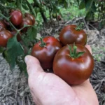 Tomate "Black Prince"