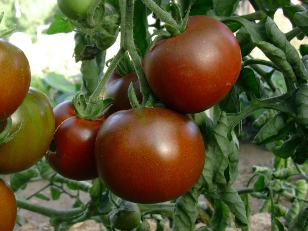 L'image montre des tomates black prince sur le pied